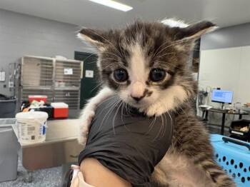 Domestic Medium Hair Cats Available for Adoption in Thousand Palms, California - JILL | PetCurious