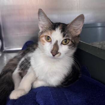 Potion 29930 -  Domestic Medium Hair Cat for Adoption in Middleburg, Florida - Potion 29930 | PetCurious