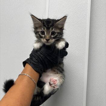 Miles -  Domestic Short Hair Cat for Adoption in Abilene, Texas - Miles | PetCurious