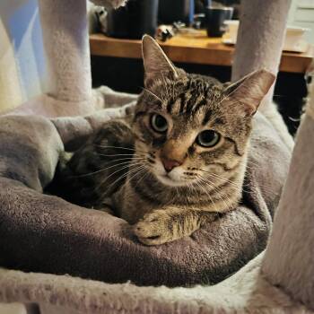 Rescue Domestic Short Hair Cats for Adoption in Fort Worth, Texas - Morphy | PetCurious
