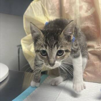 Cannoli -  Domestic Short Hair Cat for Adoption in Salt Lake City, Utah - Cannoli | PetCurious