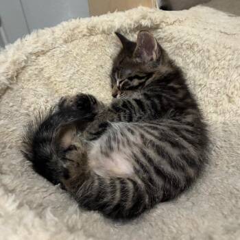 Teddy Bear -  Domestic Short Hair Cat for Adoption in Bulverde, Texas - Teddy Bear | PetCurious