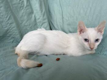 Casper -  Domestic Short Hair Cat for Adoption in Corpus Christi, Texas - Casper | PetCurious