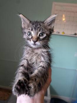 LITTLE SPOON -  Domestic Short Hair Cat for Adoption in Camarillo, California - LITTLE SPOON | PetCurious