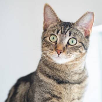 Domestic Short Hair Cats Available for Adoption - Lucy  | PetCurious