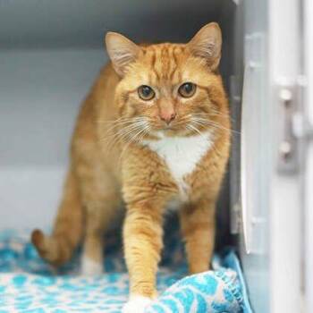 Olly -  Domestic Short Hair Cat for Adoption in Atlanta, Georgia - Olly | PetCurious