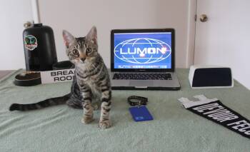 Rescue Domestic Short Hair Cats for Adoption in Nashville, Tennessee - Gemma | PetCurious