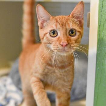 Cheeto -  Domestic Short Hair Cat for Adoption in Kailua-kona, Hawaii - Cheeto | PetCurious