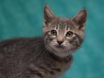 Umi -  Domestic Medium Hair Cat for Adoption in Portland, Oregon - Umi | PetCurious