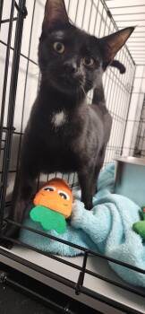 Gemini -  Domestic Short Hair Cat for Adoption in Herndon, Virginia - Gemini | PetCurious
