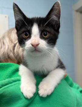 Lexmark - At shelter -  Domestic Short Hair Cat for Adoption in Rustburg, Virginia - Lexmark - At Shelter | PetCurious