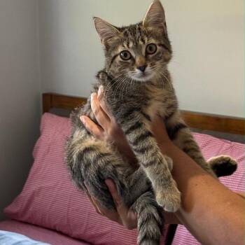 Nimble -  Domestic Short Hair Cat for Adoption in Mastic, New York - Nimble | PetCurious