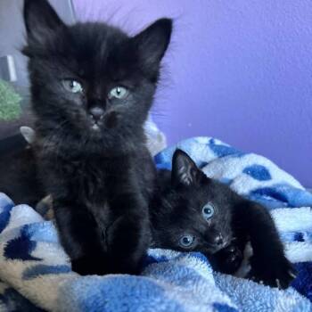 Domestic Medium Hair Cats Available for Adoption in Long Beach, California - Fig | PetCurious