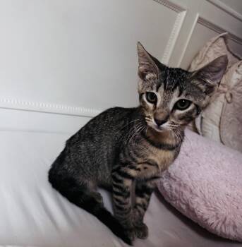 Bugaboo OR14534-T -  Domestic Short Hair Cat for Adoption in Missouri City, Texas - Bugaboo OR14534-T | PetCurious