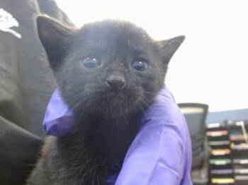 Rescue Domestic Short Hair Cats for Adoption in Doral, Florida - BABY 3 | PetCurious