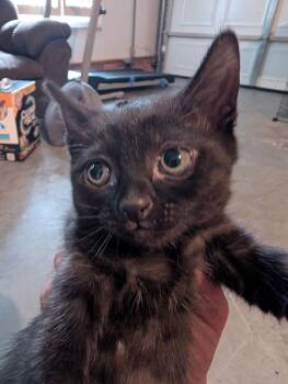 Aska -  Domestic Short Hair Cat for Adoption in Kannapolis, North Carolina - Aska | PetCurious