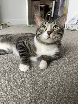 Rescue Domestic Short Hair Cats for Adoption in Foxfield, Colorado - Rocky Road | PetCurious