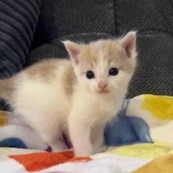 Domestic Short Hair Cats Available for Adoption in Liverpool, Texas - Oscar | PetCurious