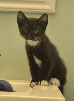 Pumpernickel -  Domestic Medium Hair Cat Available for Adoption in Treasure Island, Florida - Pumpernickel | PetCurious