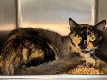 FANNY -  Domestic Short Hair Cat for Adoption in Santa Rosa, California - FANNY | PetCurious