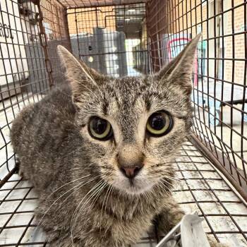 Domestic Short Hair Cats Available for Adoption in Birmingham, Alabama - Court | PetCurious