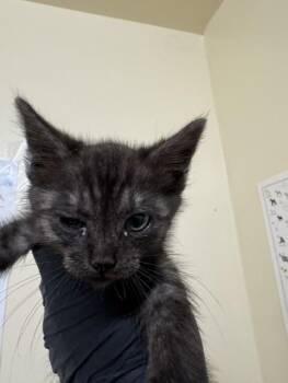 PEPINO -  Domestic Medium Hair Cat for Adoption in Fremont, California - PEPINO | PetCurious