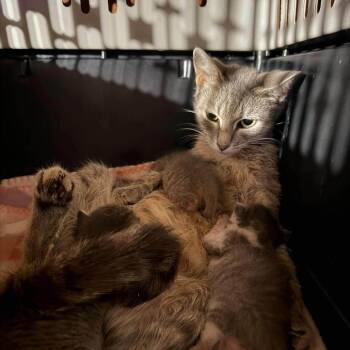 Marie Von Cat -  Domestic Short Hair Cat for Adoption in Madison, Wisconsin - Marie Von Cat | PetCurious