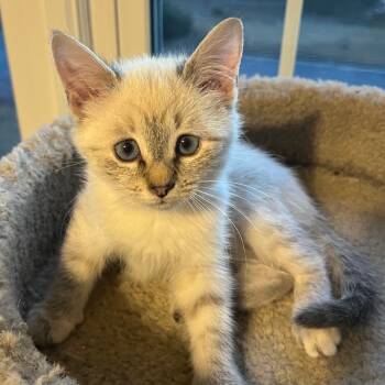 Rescue Domestic Medium Hair Cats for Adoption in Cumming, Georgia - Aphrodite | PetCurious