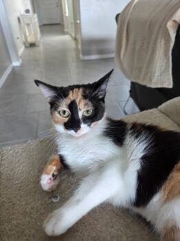 Lil K -  Domestic Short Hair Cat for Adoption in Youngtown, Arizona - Lil K | PetCurious