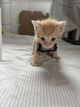 John Tucker -  Domestic Short Hair Cat for Adoption in Washington Township, New Jersey - John Tucker | PetCurious