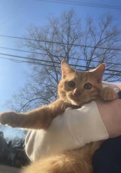 Tater Tot -  Tabby Cat for Adoption in Dayton, Tennessee - Tater Tot | PetCurious