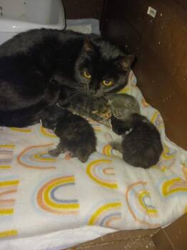 Kitty Soft Paws -  Domestic Short Hair Cat for Adoption in Cromwell, Kentucky - Kitty Soft Paws | PetCurious