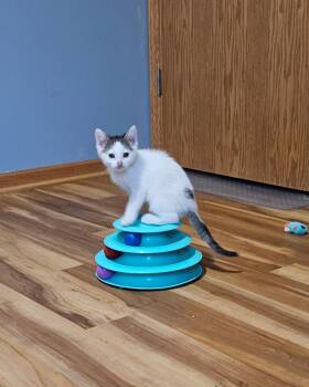 Domestic Short Hair Cats Available for Adoption in Minneapolis, Minnesota - Samuel | PetCurious
