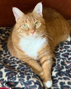 Rescue Domestic Short Hair Cats for Adoption in West Chester, Pennsylvania - Carebear | PetCurious