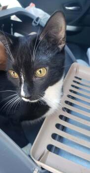 Domestic Short Hair Cats Available for Adoption - Bart | PetCurious