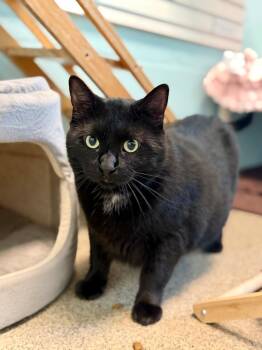 Domestic Short Hair Cats Available for Adoption in Cape Coral, Florida - Sir Chonk | PetCurious