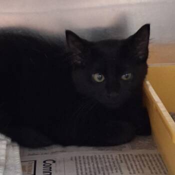 Sidney -  Domestic Medium Hair Cat for Adoption in Auburn, Alabama - Sidney | PetCurious