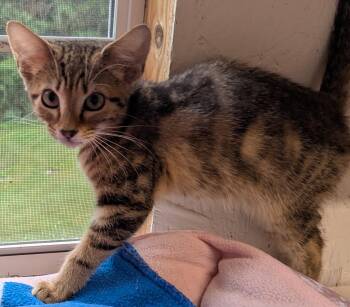 Rescue Domestic Short Hair Cats for Adoption - Lars | PetCurious