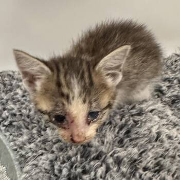 Juniper -  Domestic Medium Hair Cat for Adoption in San Saba, Texas - Juniper | PetCurious