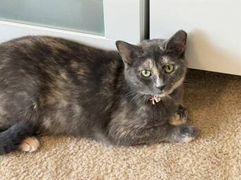 ROBIN -  Domestic Short Hair Cat for Adoption in Westminster, Maryland - ROBIN | PetCurious