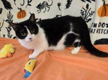 Potato -  Domestic Short Hair Cat for Adoption in Bucyrus, Ohio - Potato | PetCurious