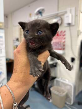 Domestic Short Hair Cats Available for Adoption in West Palm Beach, Florida - Kuboda | PetCurious