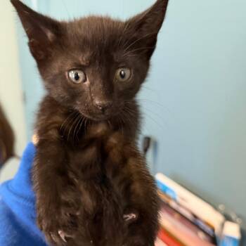 One Billionth Kitten (Grey) -  Domestic Short Hair Cat Available for Adoption in Greensboro, North Carolina - One Billionth Kitten (Grey) | PetCurious