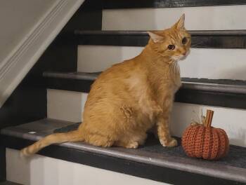 Pumpkin -  Domestic Short Hair Cat for Adoption in Georgina, Ontario - Pumpkin | PetCurious