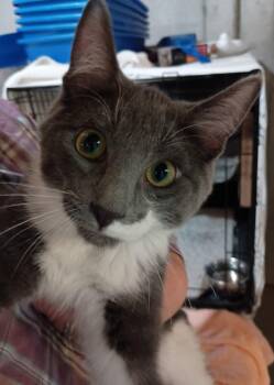Rescue Domestic Short Hair Cats for Adoption in Milwaukee, Wisconsin - Oyster25 | PetCurious