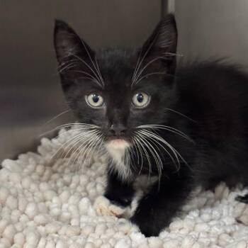 Tarot -  Domestic Short Hair Cat for Adoption in League City, Texas - Tarot | PetCurious