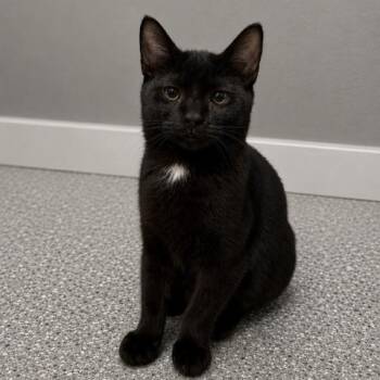 Martin -  Domestic Short Hair Cat for Adoption in Antioch, California - Martin | PetCurious