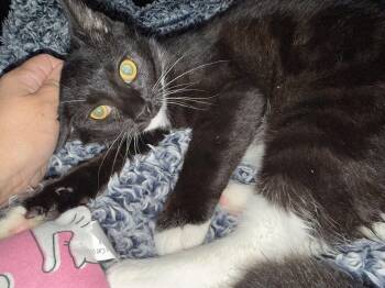 Rescue Domestic Short Hair Cats for Adoption in North Haven, Connecticut - Crouton | PetCurious