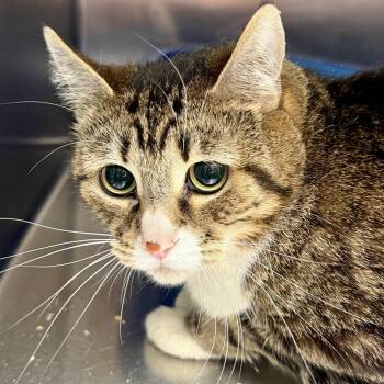 Domestic Short Hair Cats Available for Adoption in Oakland, California - Isabel | PetCurious