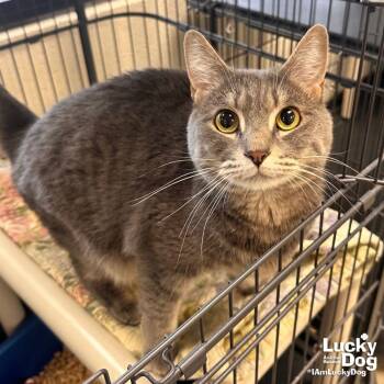 Domestic Medium Hair Cats Available for Adoption in Washington, District Of Columbia - Tiger | PetCurious
